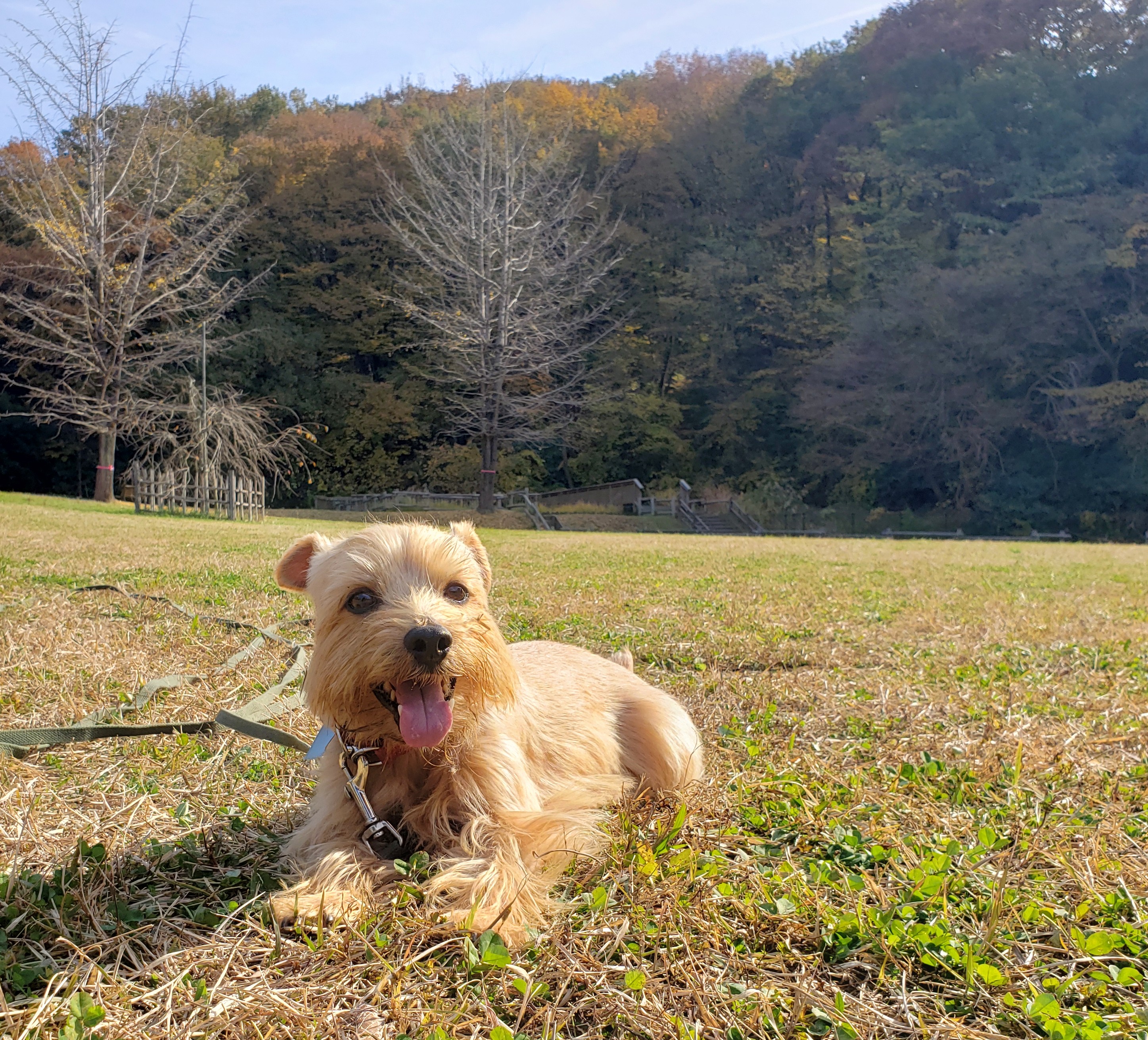 生後2‐3か月を犬の社会化期